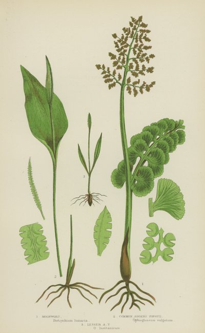 Moonwort, közönséges viperanyelv, kis viperanyelv (színes litho) alkotó: English School