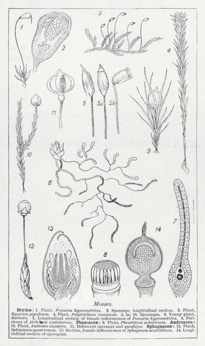 Mohák (litho) alkotó: English School