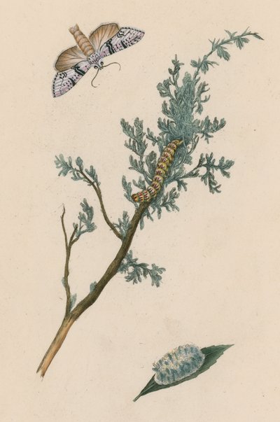 Lepke, hernyó és chrysalis alkotó: English School