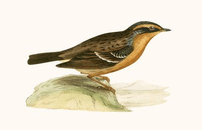 Mountain Accentor, illusztrációja Charles Robert Bree (1811-86) „Európa madarainak története, amelyeket nem figyeltek meg a Brit-szigeteken” című művéből, 1867. alkotó: English School