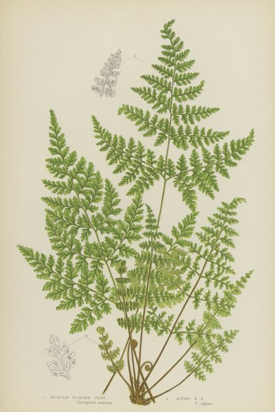 Hegyi hólyagpáfrány, alpesi hólyagpáfrány (színes litho) alkotó: English School