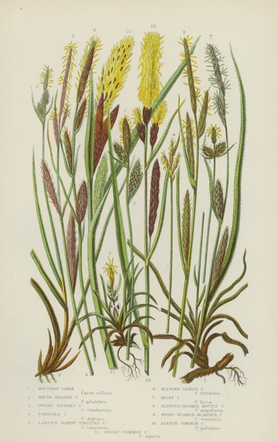 Mountain Carex, Round Headed Carex, Dwarf Silvery Carex, Fingered Carex, Larger Dawny Fruited (színes litho) alkotó: English School