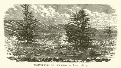 Libanon hegyei, Hósea, xiv, 5 (metszet) alkotó: English School