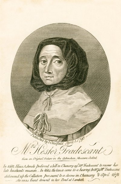 Mrs Hester Tradescant alkotó: English School