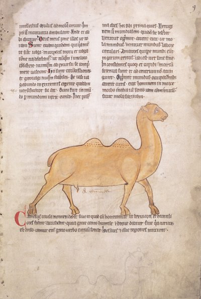 Ms.254 f.9r Tevér egy latin nyelvű, angol nyelvű bestiáriumból, 13. század eleje (kézirat) alkotó: English School