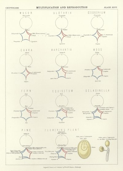 Szorzás és szaporodás alkotó: English School