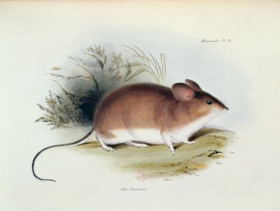 Mus Darwinii, illusztráció a The Zoology of the Voyage of H.M.S. Beagle, 1832-36, Charles Darwin (1809-92), 1840 alkotó: English School