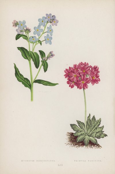 Myosotis Dissitiflora; Primula Farinosa (színes litho) alkotó: English School