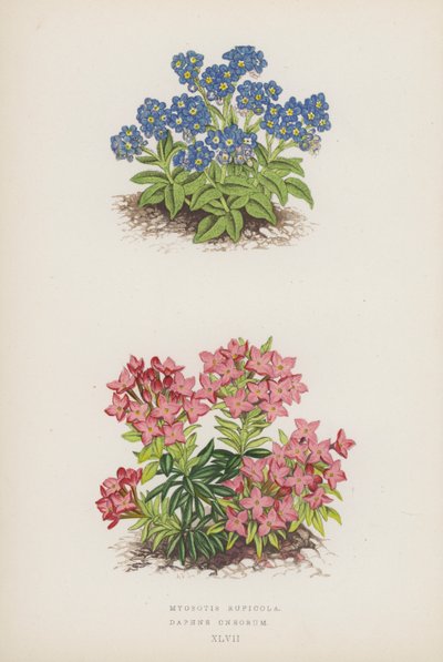 Myosotis Rupicola; Daphne Cneorum (színes litográfia) alkotó: English School