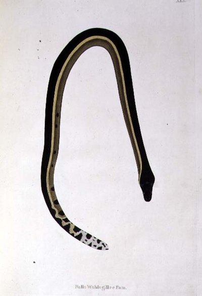Nalla Wahlagillee Pam Snake az „An Account of Indian Serpents Collection from the Coast of Coromandel” című művéből, Patrick Russell, London alkotó: English School
