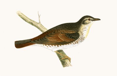 Naumann rigója, illusztrációja Charles Robert Bree (1811-86) „A Brit-szigeteken nem megfigyelt európai madarak története” című művéből, 1867-ben megjelent alkotó: English School