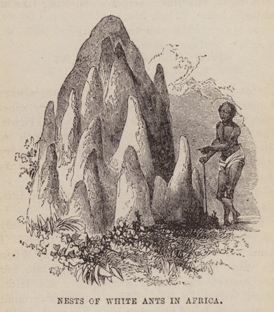 Fehér hangyák fészkei Afrikában (metszet) alkotó: English School
