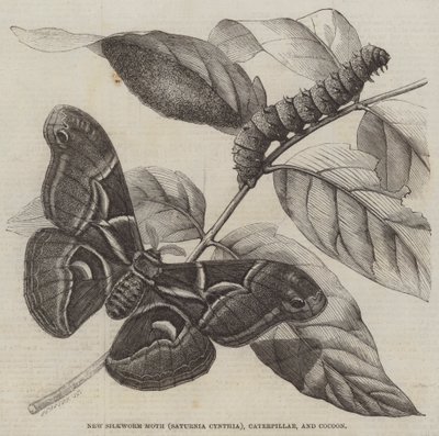 Új selyemhernyómoly (Saturnia Cynthia), hernyó és gubó (metszet) alkotó: English School