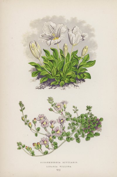 Nierembergia Rivularis; Linaria Villosa (színes litográfia) alkotó: English School