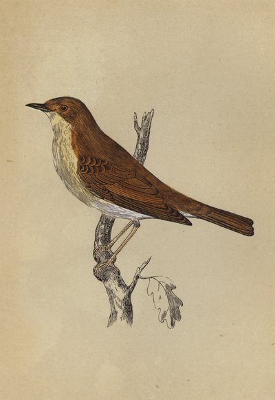 Nightingale (színes litó) alkotó: English School