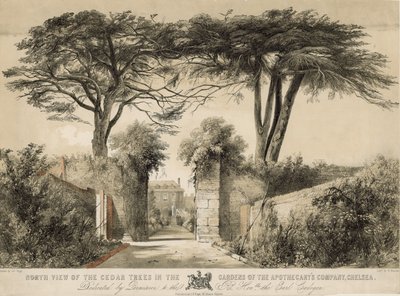 Nordansicht der Zedernbäume in den Gärten der Apotheker-Gesellschaft, Chelsea, London von English School