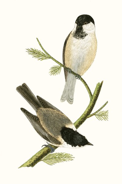 Északi cinege, illusztráció Charles Robert Bree (1811-86) „Európa madarainak története, amelyeket nem figyeltek meg a Brit-szigeteken” című művéből, 1867. alkotó: English School