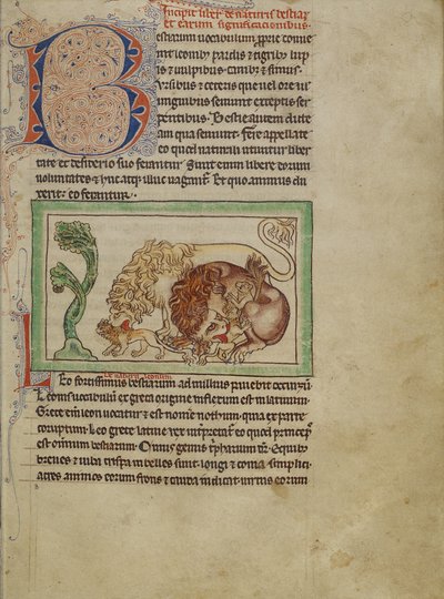 Northumberland Bestiary, 1250-1260 körül (színes mosás és tinta pergamenen) alkotó: English School