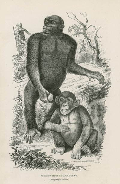 Nshiego Mbouve és Young, Troglodytes Calvu alkotó: English School