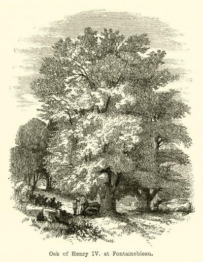 IV. Henrik tölgye, Fontainebleau-ban (metszet) alkotó: English School