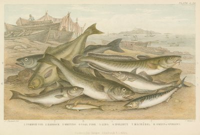 Tengeri hal (színes gravírozás) alkotó: English School