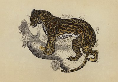 Ocelot (színes litográfia) alkotó: English School