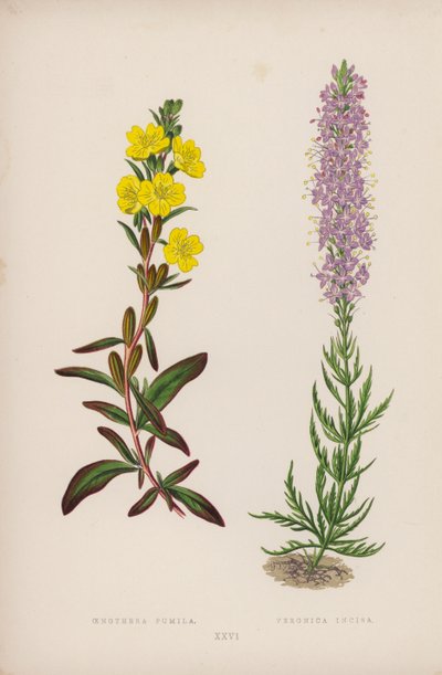 Oenothera Pumila; Veronica Incisa (színes litho) alkotó: English School