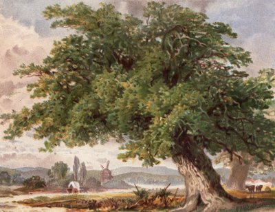 Old Oak by the Wayside, Surrey (színes litho) alkotó: English School