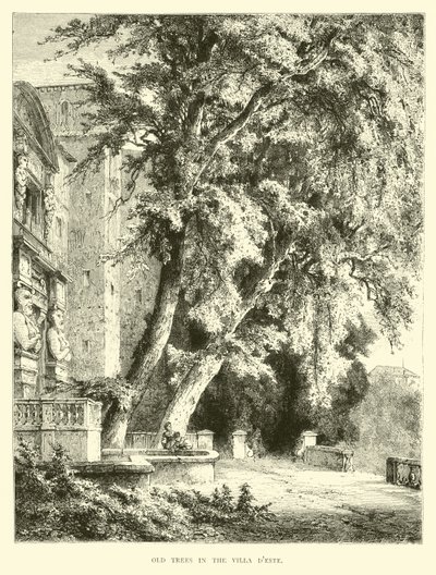 Öreg fák a Villa dEste-ben alkotó: English School