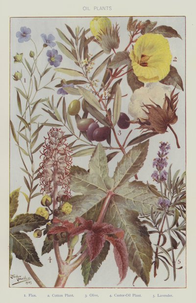 Oli növények (színes litho) alkotó: English School