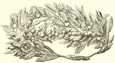 Arany olajbogyó koszorú alkotó: English School