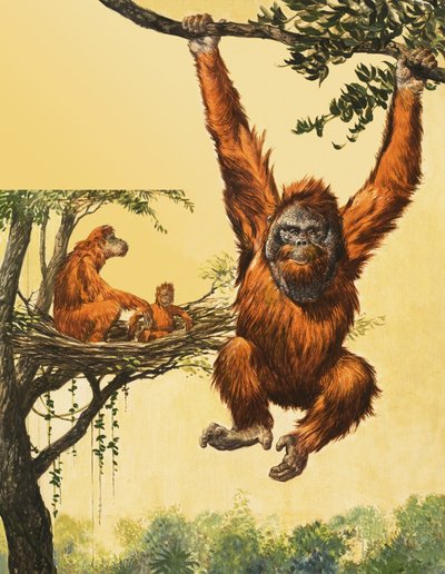 Orangutánok alkotó: English School