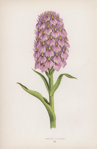 Orchis Foliosa (színes litho) alkotó: English School