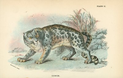 Uncia alkotó: English School