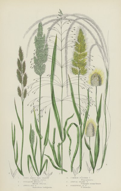 Nyúlfarkfű, Szétszóródó kölesfű, Nyírfű, Tollfű (színes litográfia) alkotó: English School