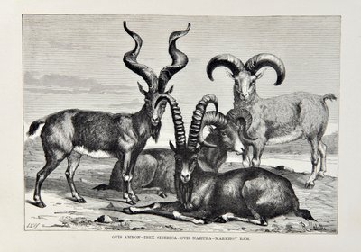 Ovis Ammon – Ibex Siberica – Ovis Nabura – Markhov Ram, Illusztráció az Egyetemes Földrajzból, a Föld és lakói Elisee Reclustól, megjelent 1878 alkotó: English School