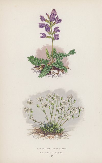Oxytropis Pyrenaica; Arenaria Verna (színes litó) alkotó: English School