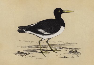 Oyster-Catcher (színes litó) alkotó: English School
