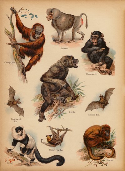 Oldal a The Little Folks’ Picture Natural History-ból, 1900 körül (chromolitho) alkotó: English School