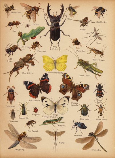 Oldal a The Little Folks’ Picture Natural History-ból, 1900 körül (chromolitho) alkotó: English School