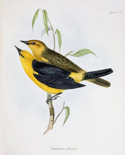 Xanthornus Flaviceps pár, illusztráció a Zoology of the Voyage of H.M.S. Beagle, 1832-36, Charles Darwin (1809-92), 1840 alkotó: English School