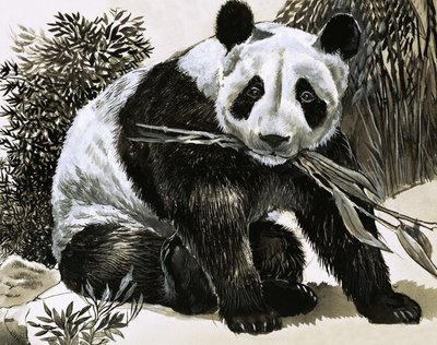 Panda alkotó: English School