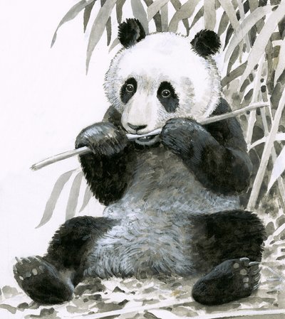 Panda bambuszt rág alkotó: English School