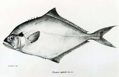 Paropsis Signata, 13. lemez, Charles Darwin „The Zoology of the Voyage of H.M.S Beagle, 1832-36” alkotó: English School