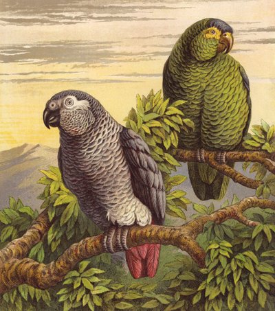Papagájok (színes litho) alkotó: English School