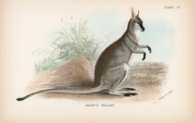 Parry Wallabyja alkotó: English School