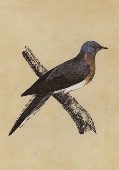 Utazó galamb (színes litográfia) alkotó: English School