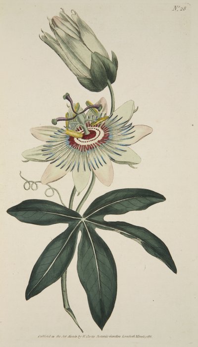 Passiflora Caerulea (közös golgotavirág), a Botanikai Magazinból vagy a Virágoskertből Megjelenítve, pub. 1786 (kézzel színezett metszet) alkotó: English School