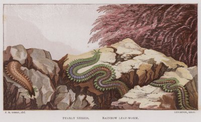 Pearly Nereis, Rainbow Leaf-Worm (színes litho) alkotó: English School