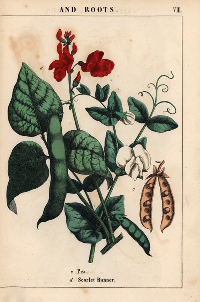 Borsó és futóbab, skarlátvörös és fehér virágokkal.   , a "The Instructive Picturebook, or Lessons from the Vegetable World", [Charlotte Mary Yonge], Edinburgh alkotó: English School